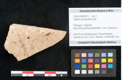 Foto (Objekt + Etikett) von Callitris brongniartii Endl. (NHMW-GEO-2024-0188-8212)